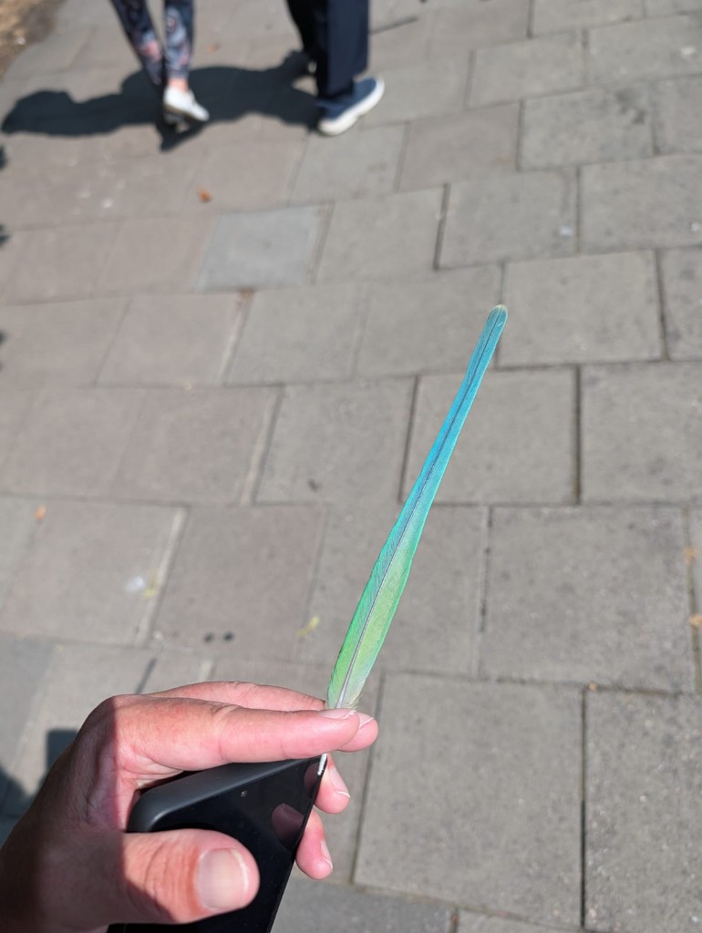 Quest feather
