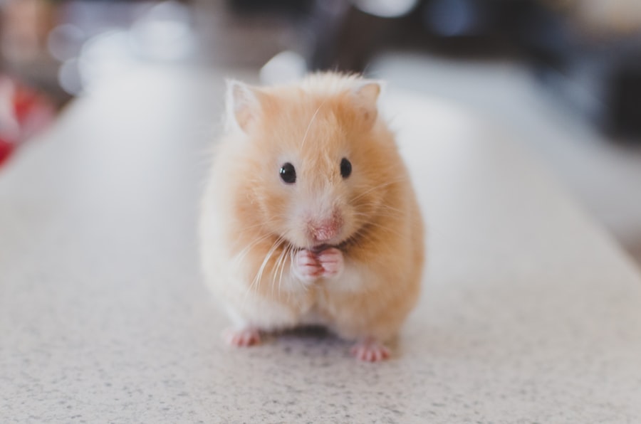 Guinea pig